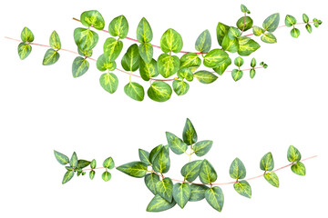 緑が美しい葉っぱの切抜き素材（背景透過）
