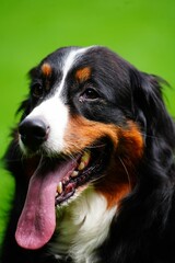 Closeup vertical shot of the Bernese Mountain Dog with its mouth open