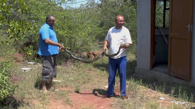 two man outdoors trying to catch and safely remove and relocate african rock python hiding in the corner of the room at a farm in Botswana