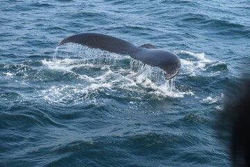Beautiful humpback whale tail sighting in the ocean