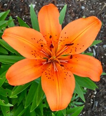 Closeup of an orange lily over the ground