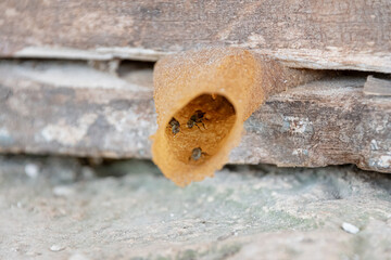 Close-up shot of the entrance of a melipona bee nest on the trunk of a tree. This insect produces...