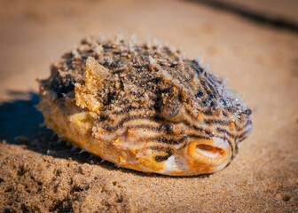 Pufffer fish not happy on the beach