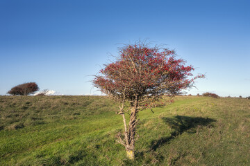 One hawthorn tree on the South Downs on a autumn day, East Sussex, England