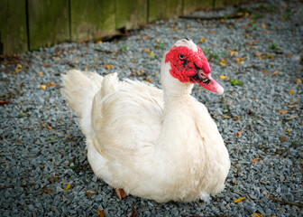 Muscovy duck relaxing on the farm