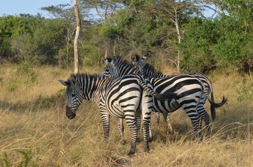 Fototapeta na wymiar Group of zebras grazing on a field in Lake Mburo National Park