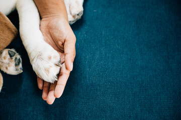 In a touching display of trust and friendship, a dog's paw is securely held by a woman's hand, emphasizing the unwavering connection and profound love shared between dogs and their human owners. - obrazy, fototapety, plakaty