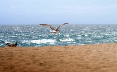 Fototapeta na wymiar Seagull colony on the sandy beach under bright blue sky