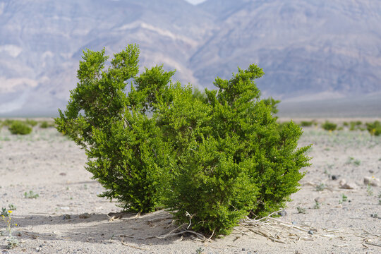 Creosote Bush, Larrea tridentata, plant shown in Death Valley National Park, California.
