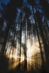 Vertical shot of the Sun peeking through trees in a forest