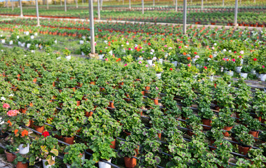 Flowers and seedlings growing in pots in sunny greenhouse