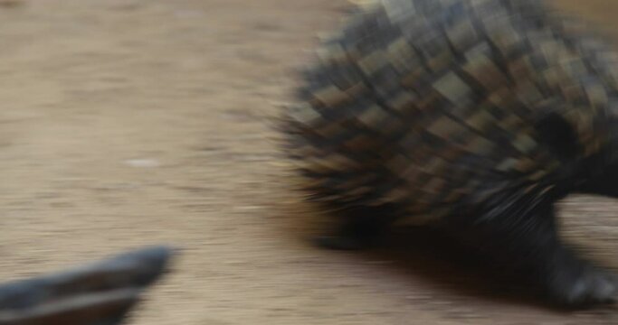 Cute little western long-beaked echidna