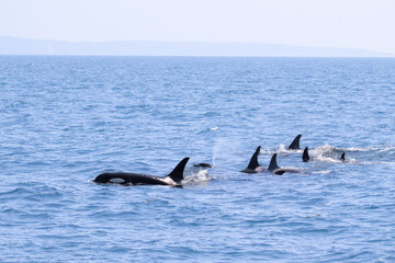 Fototapeta premium 羅臼沖（根室海峡）に現れたシャチの家族