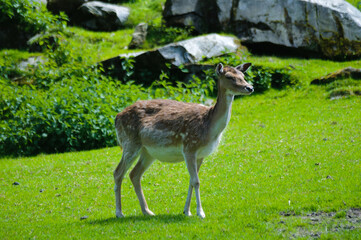 deer in the grass