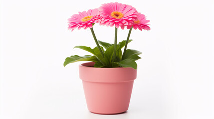 Naklejka na ściany i meble Flower in a pot isolated on white