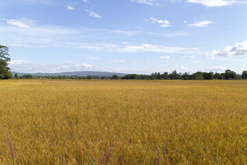 Rice fields in the harvest season are yellow, covering as far as the eye can see.