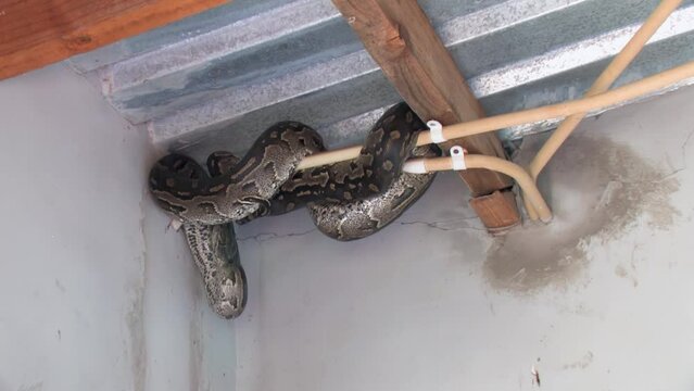 african rock python hiding in the corner of the room at a farm in Botswana
