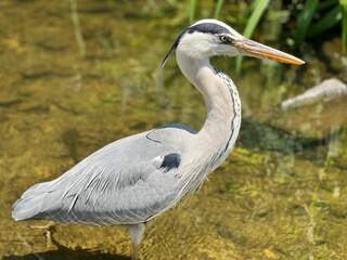 Obraz premium Closeup of a grey heron in its natural habitat