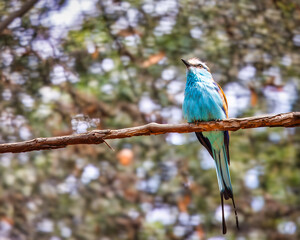 lilac roller on a branch