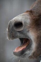 Donkey braying, donkey yelling, donkey making noise, close up on mouth