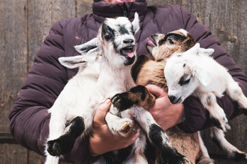 Four baby goat held in human arms