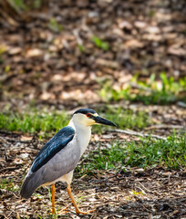crowned night heron