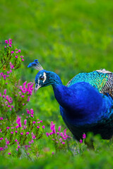A Peacock (Pavo Cristatus)