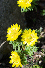 春の野原の咲くフクジュソウ
