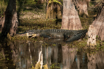 Alligator Sits In The Mud At The Base Of Tree Trunks