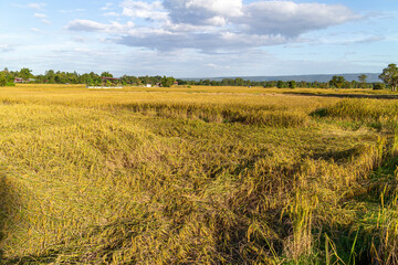 Obraz premium Rice fields where the rice plants are lying down from the strong winds.