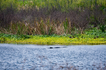 Alligator Floats On Top Rippling Water