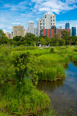City green forest park Benchakitti new tropical park with office building Silom city