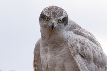 Goshawk