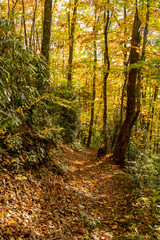 Yellow Canopy of Trees over Beech Gap Trail