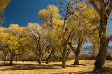 Yellow Grove Of Cottonwood Trees in Rio Grande Village of Big Bend