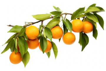 Tangerines with leaves Isolated on white Background, Generative ai