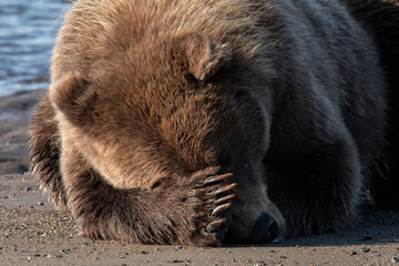 Brown bear (Ursus arctos) sleeping on the beach; Lake Clark NP; Alaska
