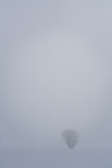 雪原と木のイメージ