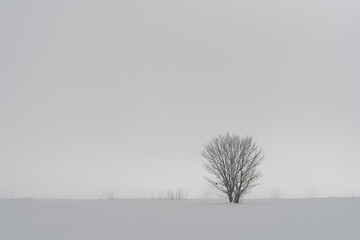 Obraz na płótnie Canvas 雪原と木のイメージ