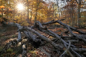 Fallen large tree in the autumn forest.