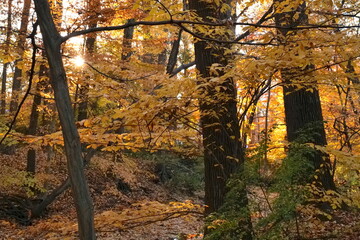 Golden autumn in the November forest. Delaware (USA).