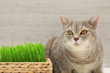 Naklejka na ściany i meble Cute cat near fresh green grass against wooden wall