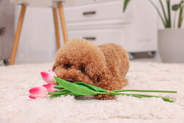 Cute Maltipoo dog with bouquet of beautiful tulips at home. Lovely pet
