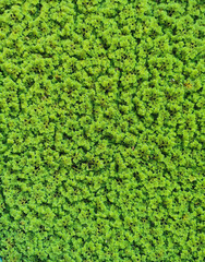 Green moss texture background. Top view of green moss texture background.