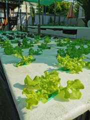Organic hydroponic vegetable in hydroponic vegetable farm.