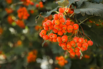 Rowan tree with many orange berries growing outdoors, closeup
