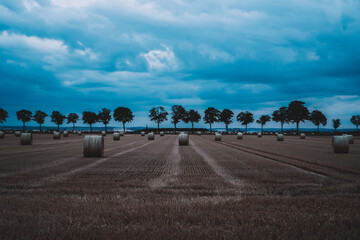 Fototapeta na wymiar round bales of straw on the field in the evening