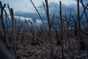 a harvested field in the evening. photographed from a worm's eye view