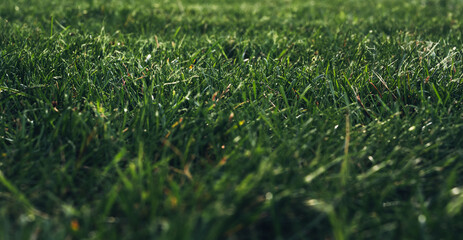 fresh green lawn from a worm's eye view