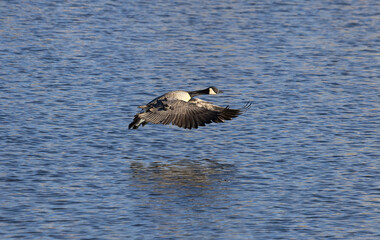 Adult Canada Goose gliding over top of the rippled surface of a lake with its wings stretched forward.